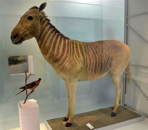 Quagga- The cousin of Zebra that went extinct 100 years ago may be back - The Vintage News