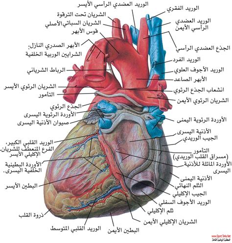 القلب » المكتبة الرياضية الشاملة