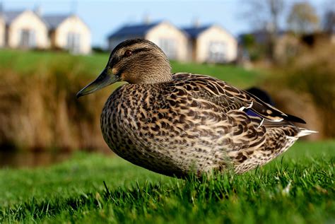 Urban Duck.(Mallard) | One of hundreds of ducks uploaded to … | Flickr