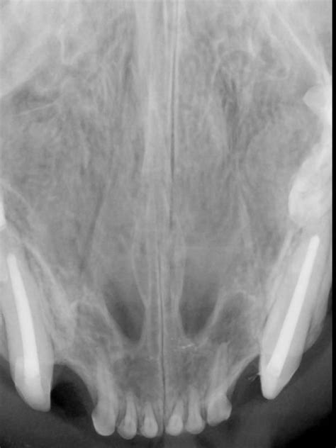 Teeth: maxillary canine root canal final fill - radiograph in Cats (Felis) | Vetlexicon