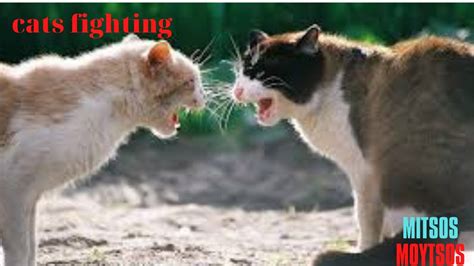 Angry Cats Video - Street Fighting Cats | Mitsos Moutsos 🐱 #5 - YouTube