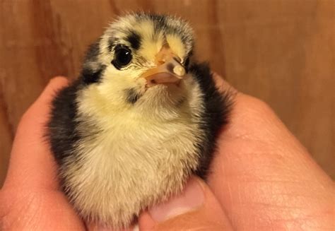 UCP Blog 021: Chickens May Not Have Teeth, but They Are All Born with a ...