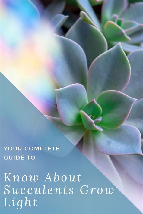 Grow Light for Succulents - A Complete Indoor Growing Guide