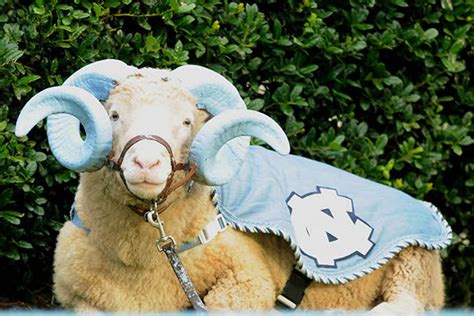 10 Most Famous Real Animal Mascots in College Football