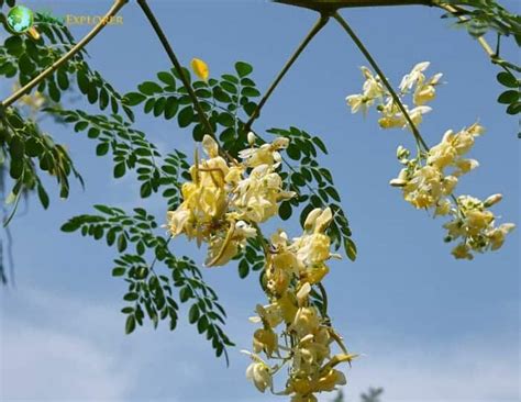 Drumstick Flower | Moringa oleifera | BioExplorer.net