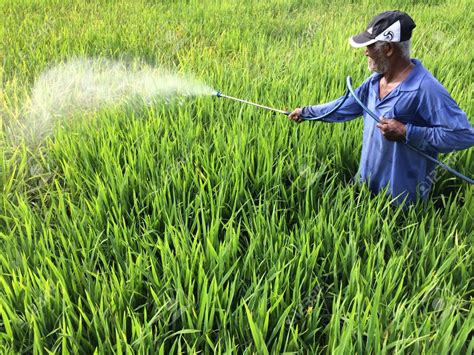 Farmer dies ‘while’ spraying pesticides - OrissaPOST