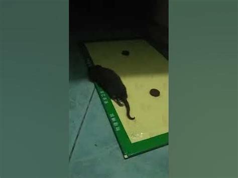 Wiggle wiggle rat •Watch a Rat That wiggles• - YouTube