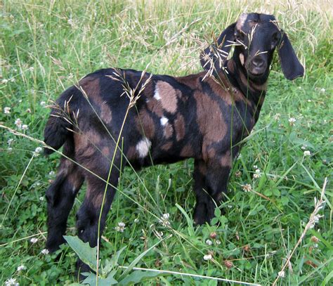 Boer Goats For Sale in Missouri from Dreamer's Farm