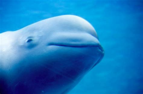 LISTEN: How it sounds when a Beluga whale shocks scientists, mimics human-talk | 89.3 KPCC