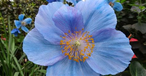 Love, Joy and Peas: Rare Blue Poppies for Floral Friday