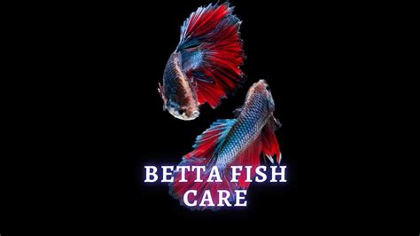 Care Guide for Betta Fish: Everything You Need to Know About Betta Fish