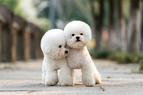 6 of the Best Poodle Haircuts That Are Too Cute Not To Try