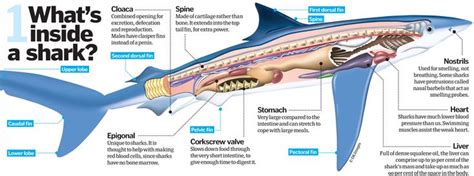 Anatomy, Shark, Dogfish shark