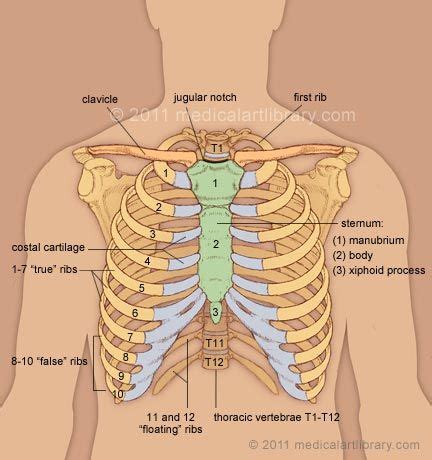 Anatomy Diagram Rib Area / Anatomy and Physiology of Speech at California State ... - Learn ...