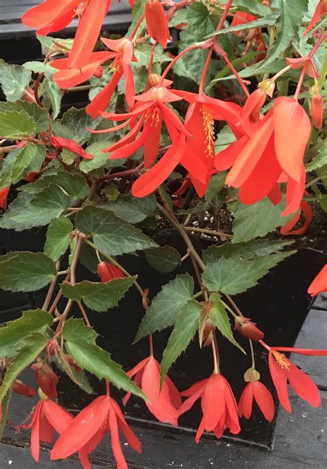 Begonia Santa Cruz Sunset – Ennenga's Garden Center