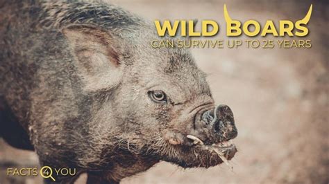 Wild Boars Facts - Facts4You