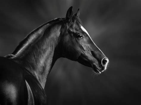 Portrait Of Black Arabian Horse Stock Photo - Download Image Now - iStock