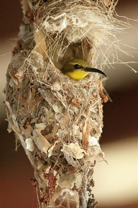 Olive-backed Sunbird Female On Nest, Queensland, Australia Photograph by Steven David Miller ...