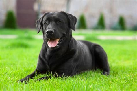 940+ Female Black Labrador Retriever Stock Photos, Pictures & Royalty ...