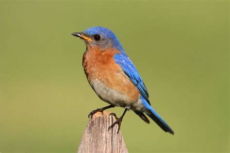 11 Types of Blue Birds of North America (With Pictures)