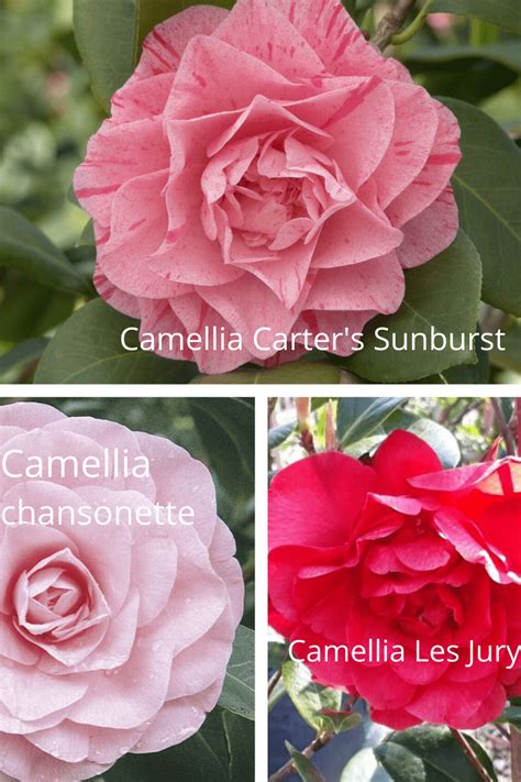 Camellia Varieties: 17 Different Camellia Plants to Grow at Home ...