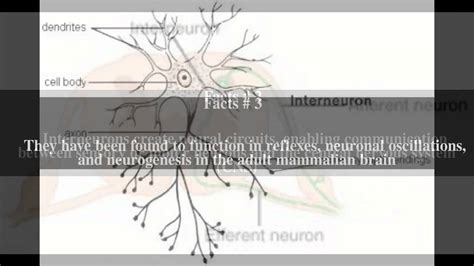 Interneuron Top # 6 Facts - YouTube