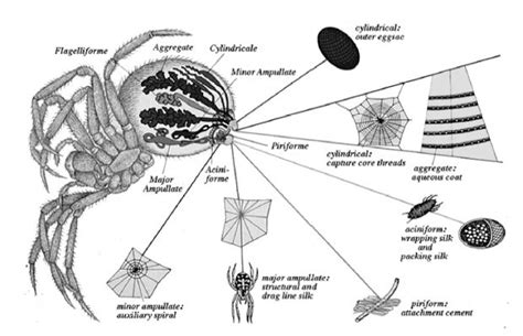 The amazing toughness of spider silk