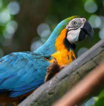 Parrot Jungle Island - Miami - citytrip en reisinfo - Take-A-Trip