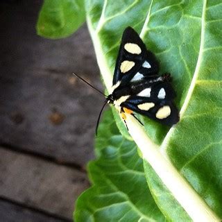 My precious #butterfly | jessica mullen | Flickr