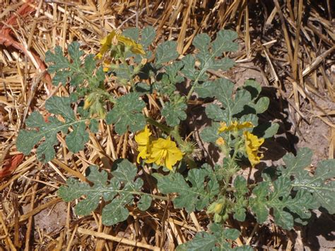 My Backyard Weeds – Buffalo Burr or that Spiny Fake Watermelon Plant ...