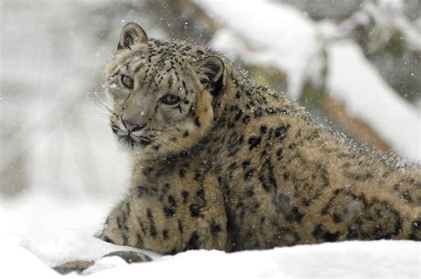 Snow Leopard Poaching