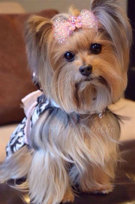 a small dog with a pink bow on its head sitting on a table next to a couch