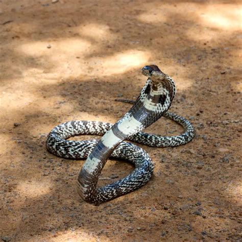 27 Interesting Facts About King Cobras (With Pictures) - Embora Pets