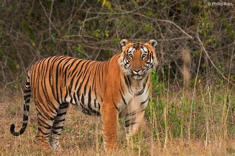 Bandipur National Park - Photo Tours - Photography Workshop | The Outback Experience