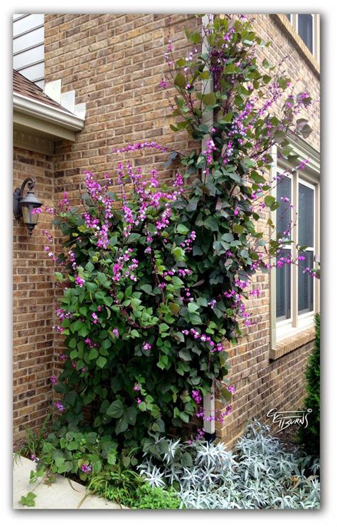 Beautiful Sweet Pea Vine: Lathyrus latifolius