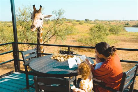 Experience a Unique Dining Adventure with Giraffes at Blue Hills Ranch ...