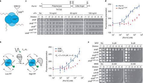 An SSB-binding mutation within Pol IV a, E. coli SSB tetramer (SSB4 ...