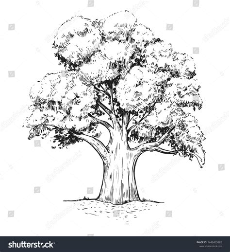 Discover 75+ big tree sketch - seven.edu.vn