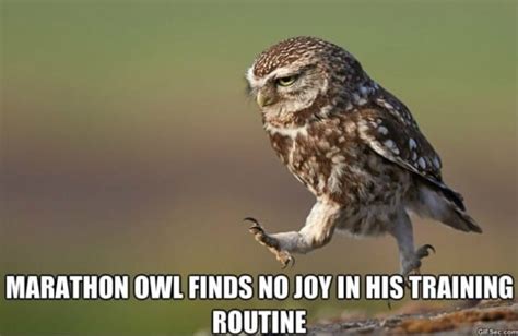 Picture - Funny Owl MEMES - Viral Viral Videos