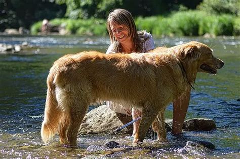 Do All Dogs Need Dog Grooming?