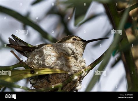 A female Anna's Hummingbird nesting in the Californian desert Stock Photo - Alamy