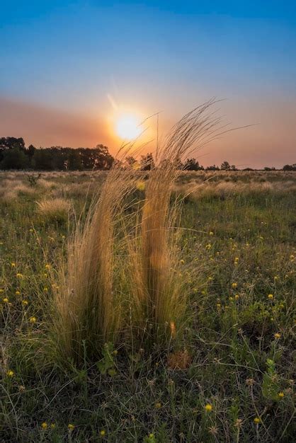 Premium Photo | Pampas grass landscape at sunset la pampa province ...