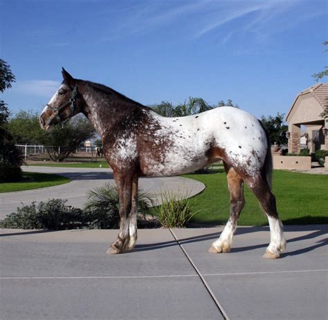 OMGoodness! Appaloosa/Clydesdale cross. How beautiful and perfect ...