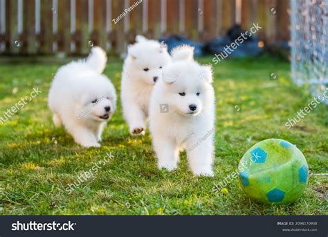 Giant Samoyed Puppies