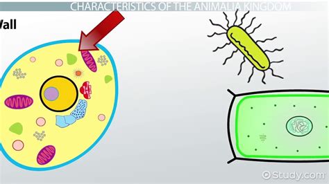 Examples Of Animalia Kingdom