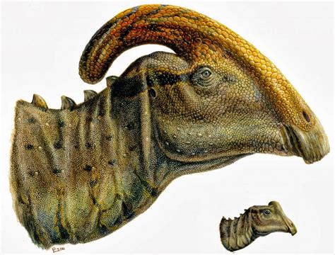 Species New to Science: [Paleontology • 2013] “Joe”, a juvenile ...