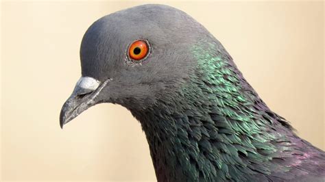 How does Rock Dove Sound | Pigeon Sounds | Indian Dove Behavior | Voice Columbidae - YouTube