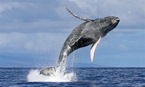 Humpback Whale Season in Hawai‘i is Underway : Maui Now