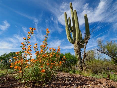 How Plants Survive In The Desert | Gardening Know How