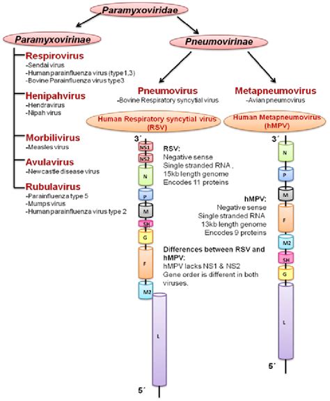 Representative members of Paramyxoviridae gene family and the genomic ...